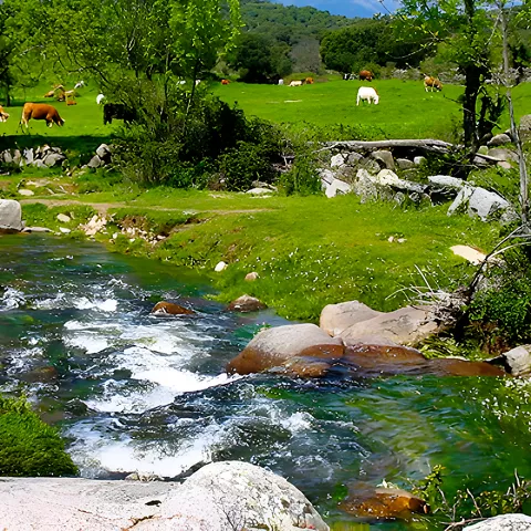 Río entre prados verdes con vacas pastando