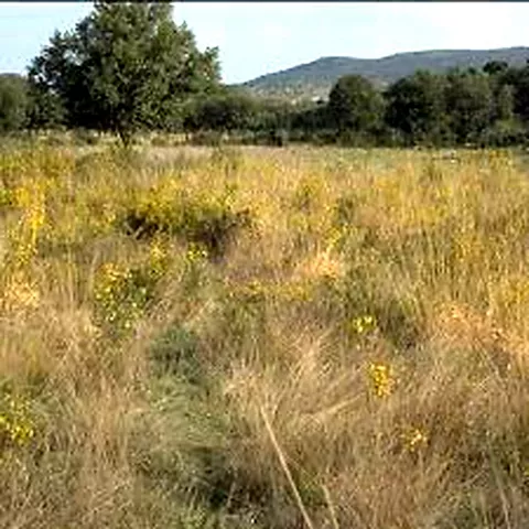 Prado con hierba alta y flores amarillas frente a colinas arboladas.
