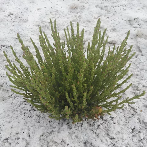 Planta verde creciendo sobre suelo salino