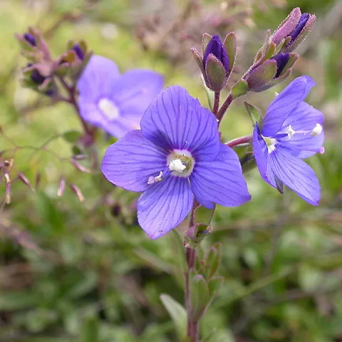 Flor silvestre de color violeta en pradera.
