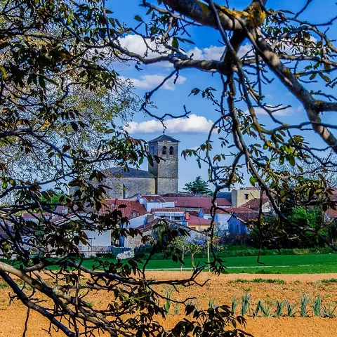 Sendero arbolado con elementos decorativos y luz filtrada.