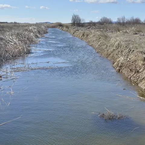 Canal de agua entre carrizos y orillas de tierra.