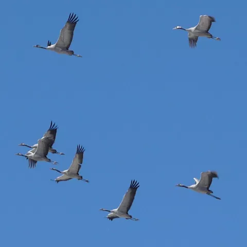 Grupo de aves grandes volando en formación sobre cielo azul.