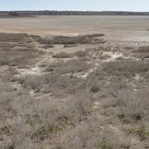 Paisaje de laguna seca con matorral bajo y suelo claro.