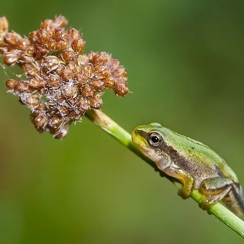 Pequeña rana verde sobre un tallo junto a una flor seca.