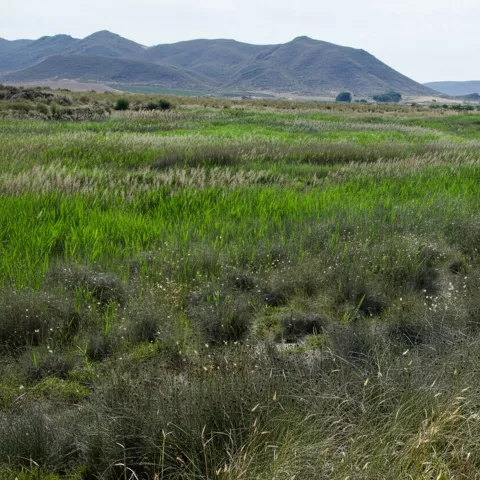 Pradera húmeda con juncos y montañas suaves al fondo bajo cielo claro.