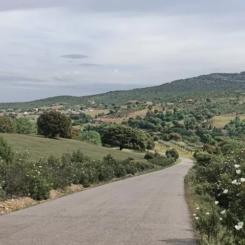 Carretera rural que desciende entre praderas, árboles y monte.