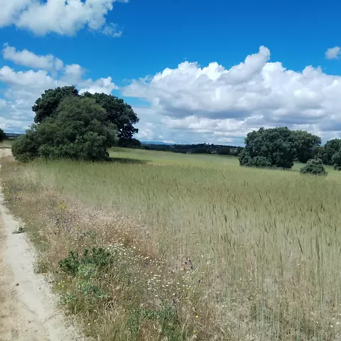 Campo verde con encinas y cielo nuboso