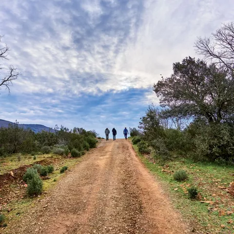 Camino de tierra entre matorrales y árboles.