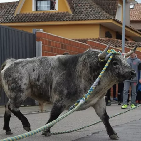 Toro atado guiado por corredores en una calle residencial.