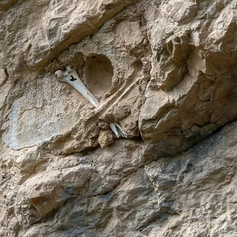 Fósiles en pared de roca.