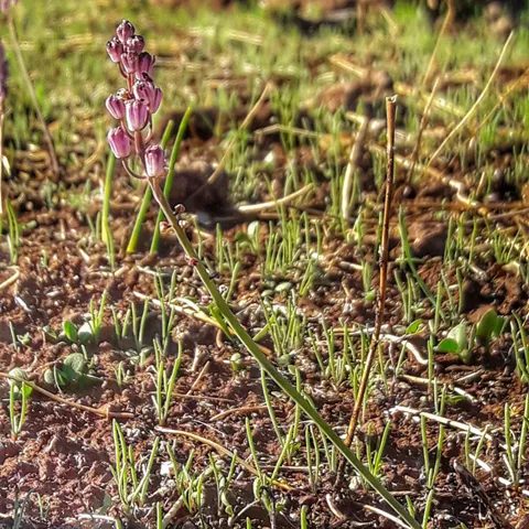 Flor silvestre creciendo entre rocas volcánicas