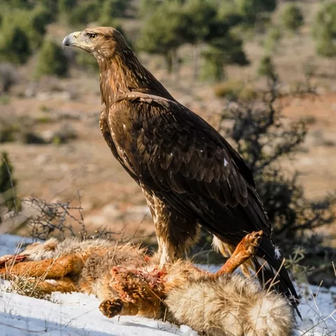 Ave rapaz en entorno natural
