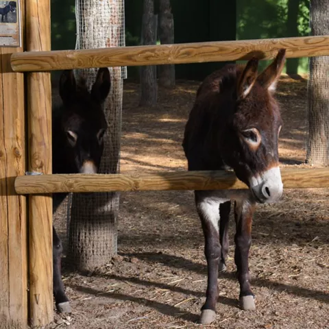 Dos burros tras una valla de madera en un recinto natural