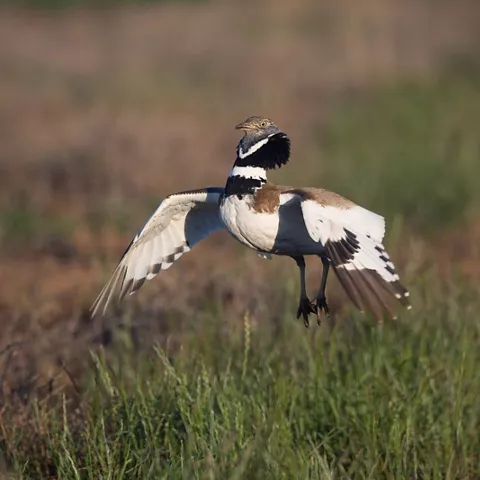 Ave de plumaje blanco y negro en vuelo