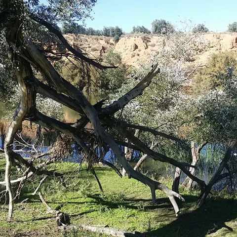 Ribera con árboles inclinados junto a una lámina de agua