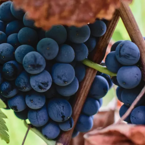 Uvas de la DOP Vino de Pago Rosalejo en Anchuras