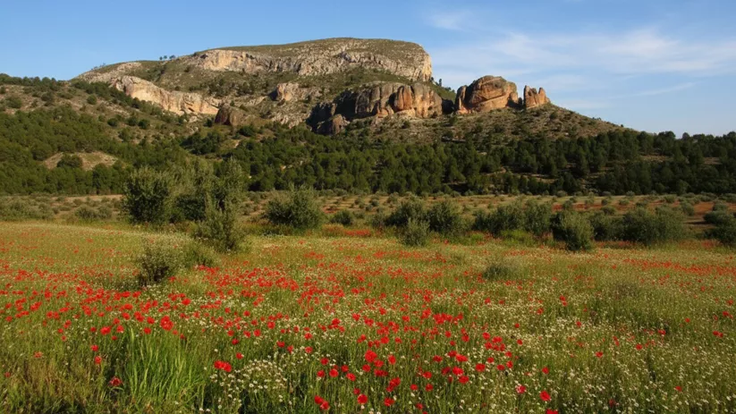 Amapolas en la microrreserva Cuerda de la Melera