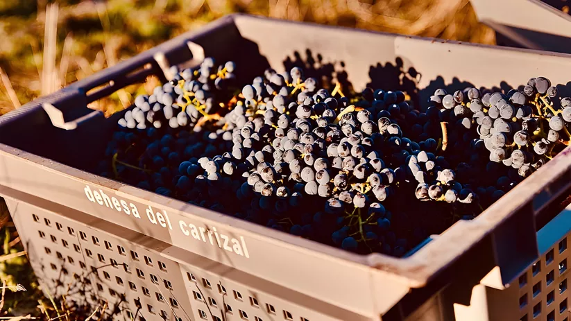 Vendimia en el Pago Dehesa del Carrizal