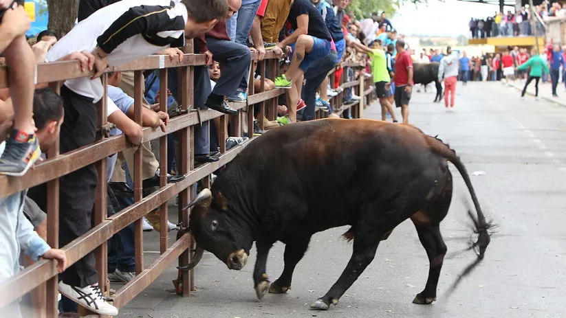 Toro junto a una barrera en los encierros de Almodóvar del Campo
