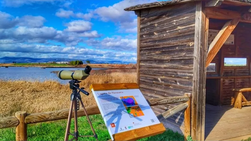 Observación de aves en la Laguna Navaseca Daimiel