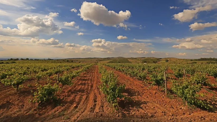 Viñedos del Pago Rosalejo en Anchuras, Ciudad Real
