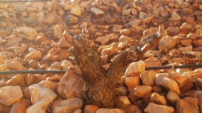 Cepa entre piedras en el Pago Florentino