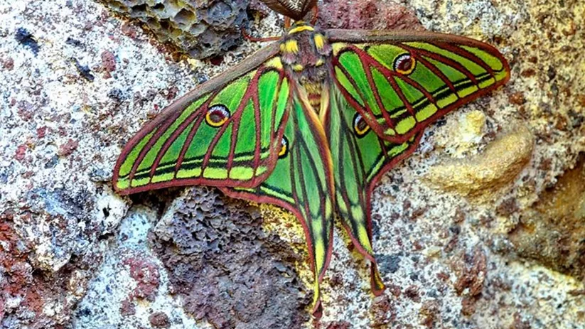 Mariposa en la Serrezuela de Valsalobre