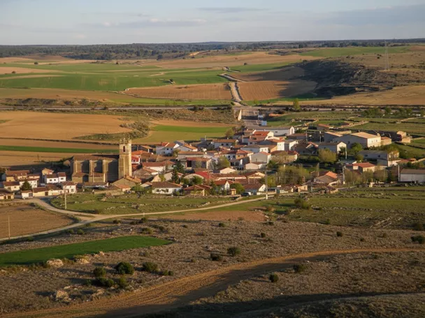Algora