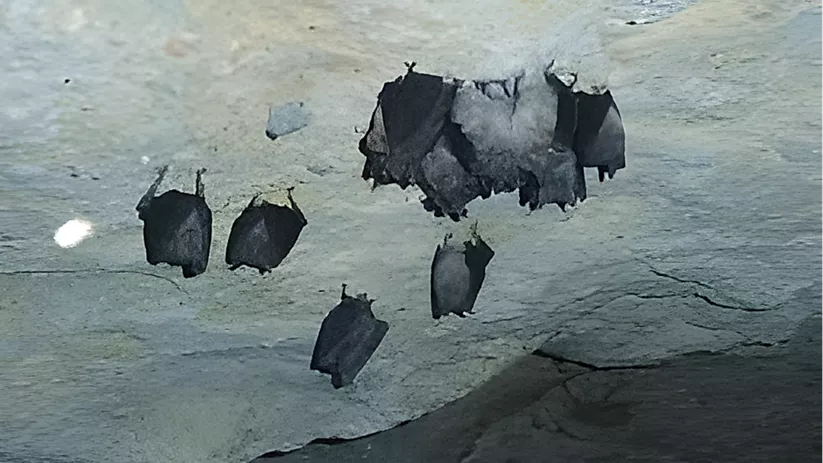 Murciélagos en la Cueva de los Morciguillos