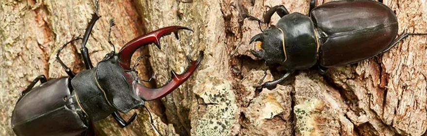 Fauna en la Serrezuela de Valsalobre