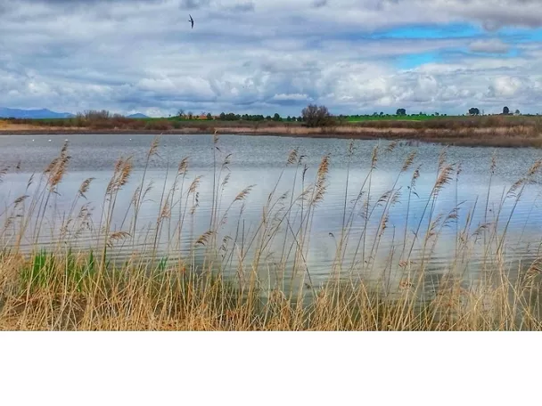 Laguna de Navaseca en Daimiel