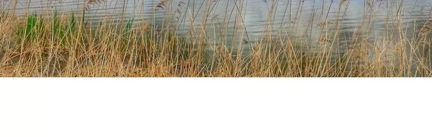 Laguna de Navaseca en Daimiel