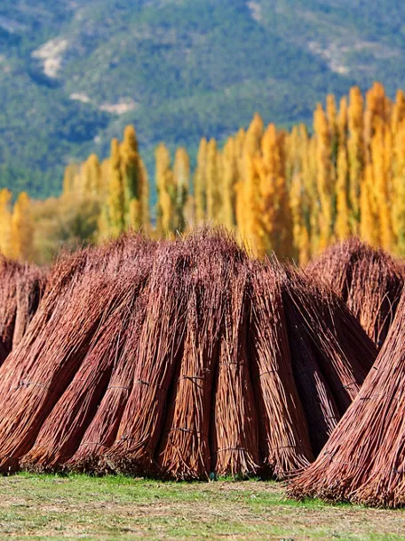 Producción de mimbre en la Alcarria de Cuenca