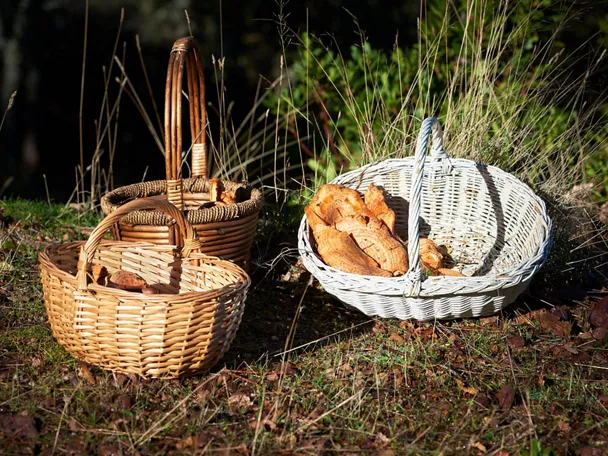 Ruta de las setas de Castilla La Mancha