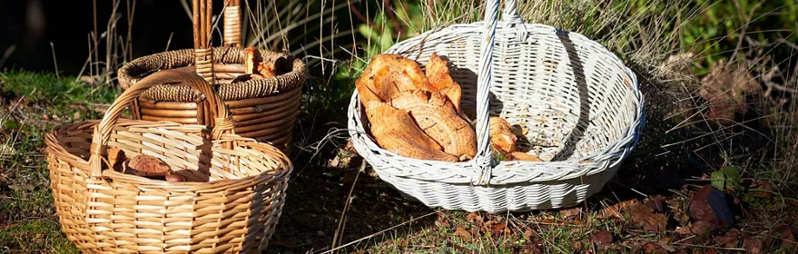 Ruta de las setas de Castilla La Mancha