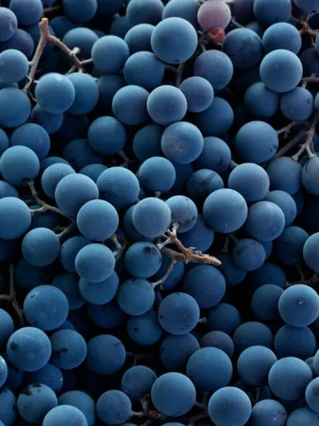 Uvas del Vino de Pago Florentino
