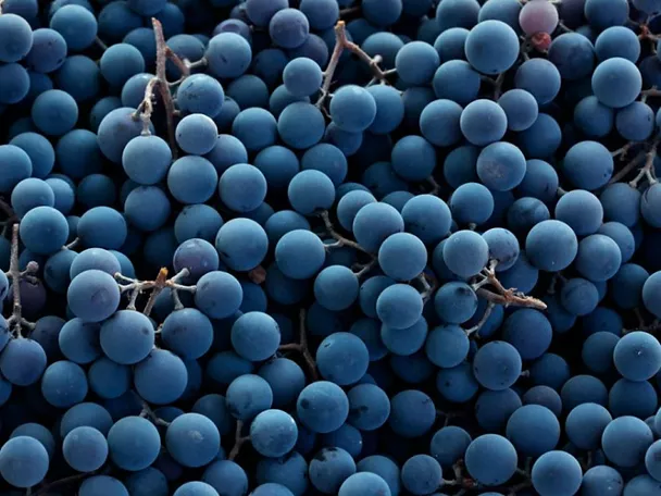 Uvas del Vino de Pago Florentino