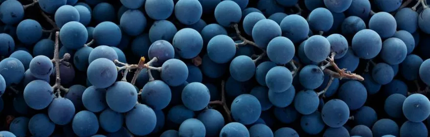 Uvas del Vino de Pago Florentino