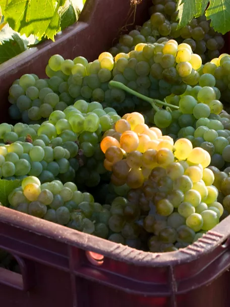 Vendimia en Pago Vallegarcía