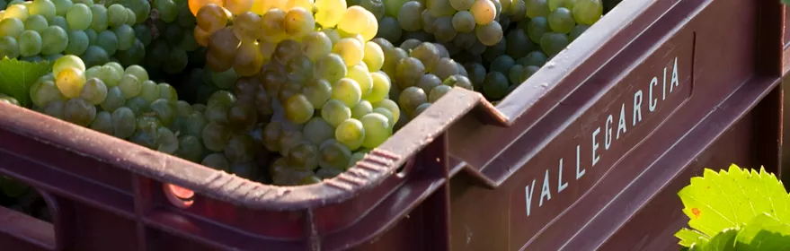 Vendimia en Pago Vallegarcía