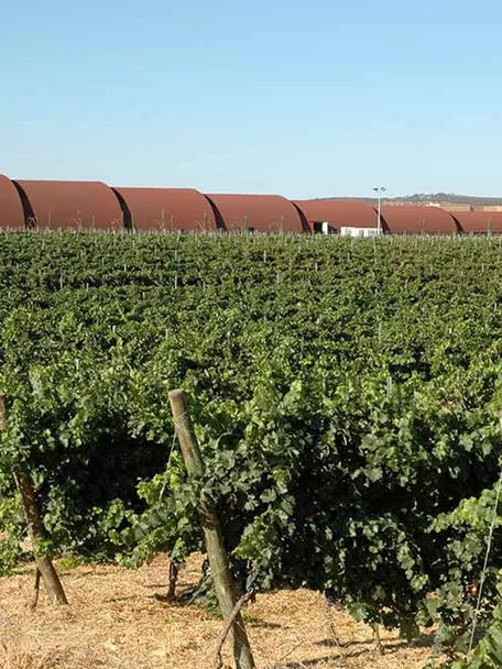 Viñedo Pago del Vicario