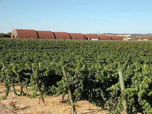 Viñedo Pago del Vicario