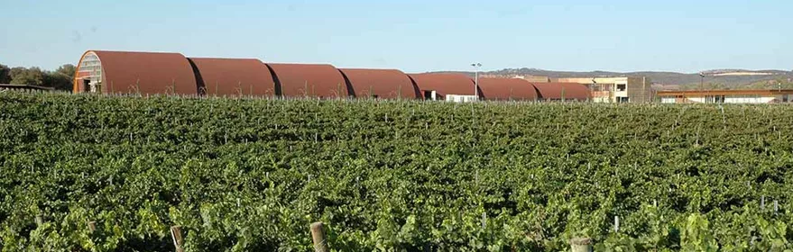 Viñedo Pago del Vicario