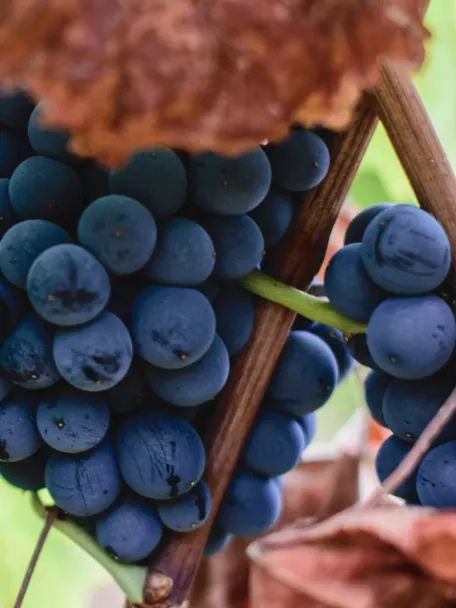 Uvas de la DOP Vino de Pago Rosalejo