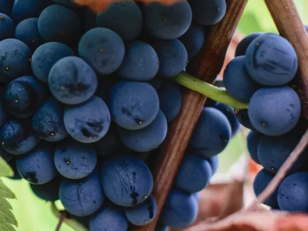 Uvas de la DOP Vino de Pago Rosalejo
