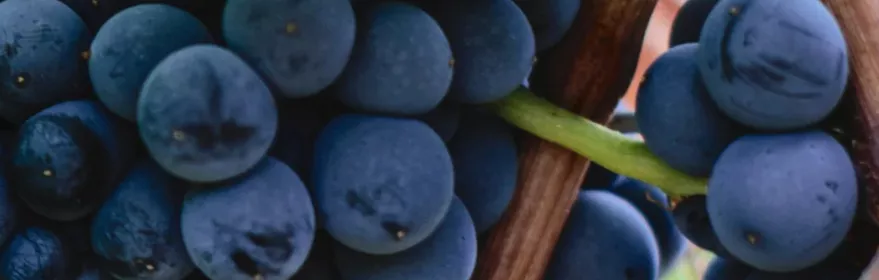 Uvas de la DOP Vino de Pago Rosalejo