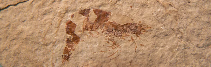 Fósilde la gamba en el yacimiento de Las Hoyas