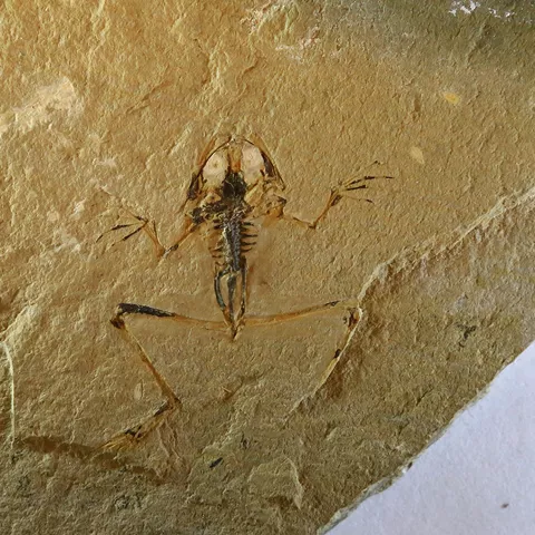 Fósil de la rana en el yacimiento de Las Hoyas