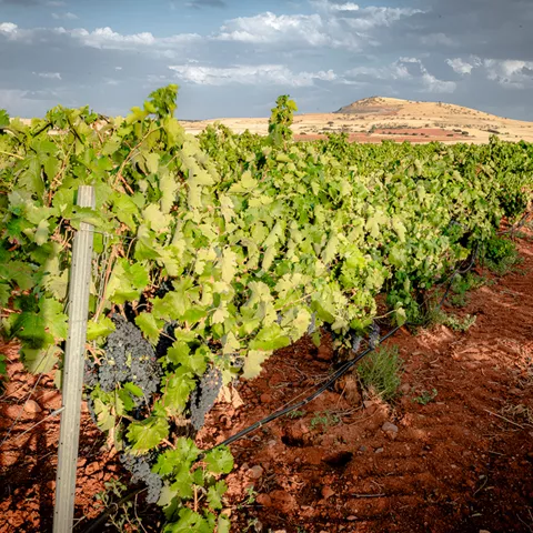 Filas de viñas en paisaje agrícola
